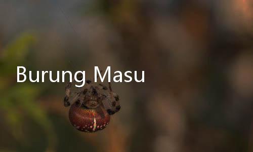 Burung Masuk Pesawat, Terbang Keliling Kabin Kejutkan Penumpang