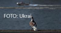 FOTO: Ukraina Ungsikan Dua Paus Beluga dari Kharkiv